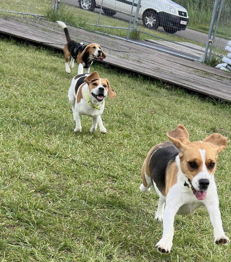 Beagles en liberté